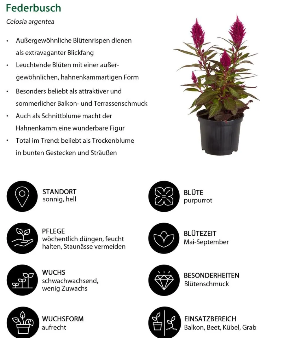 Dehner Beet- & Balkonpflanzen-Set Extravaganz, 6-teilig Best