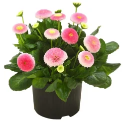 Dehner Balkonpflanzen-Sets > Beet- & Balkonpflanzen-Set Frühlingsfreude, 6-teilig