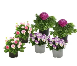 Dehner Balkonpflanzen-Sets > Beet- & Balkonpflanzen-Set Frühlingsfreude, 6-teilig