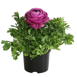 Dehner Balkonpflanzen-Sets > Beet- & Balkonpflanzen-Set Frühlingsfreude, 6-teilig