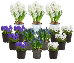 Dehner Beet- & Balkonpflanzen-Set Frühlingserwachen, 14-teilig Clearance