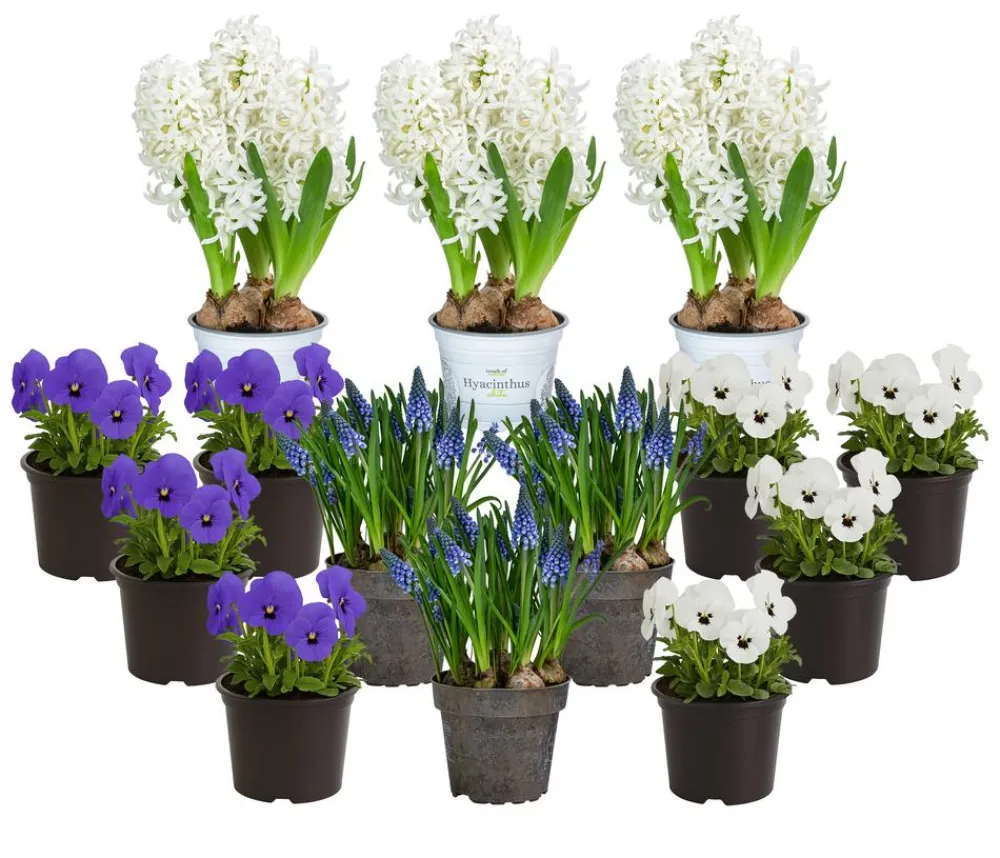 Dehner Beet- & Balkonpflanzen-Set Frühlingserwachen, 14-teilig Clearance
