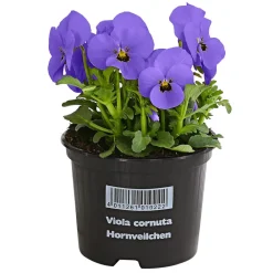 Dehner Beet- & Balkonpflanzen-Set Frühlingserwachen, 14-teilig Clearance