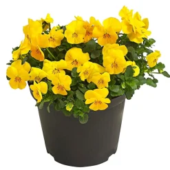 Dehner Balkonpflanzen-Sets - Beet- & Balkonpflanzen-Set er Frühling, 6-teilig Gelb