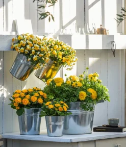 Dehner Balkonpflanzen-Sets - Beet- & Balkonpflanzen-Set er Frühling, 6-teilig Gelb