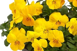 Dehner Balkonpflanzen-Sets - Beet- & Balkonpflanzen-Set er Frühling, 6-teilig Gelb