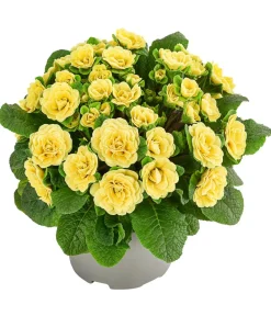 Dehner Balkonpflanzen-Sets - Beet- & Balkonpflanzen-Set er Frühling, 6-teilig Gelb