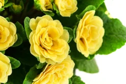 Dehner Balkonpflanzen-Sets - Beet- & Balkonpflanzen-Set er Frühling, 6-teilig Gelb