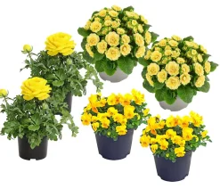 Dehner Balkonpflanzen-Sets - Beet- & Balkonpflanzen-Set er Frühling, 6-teilig Gelb
