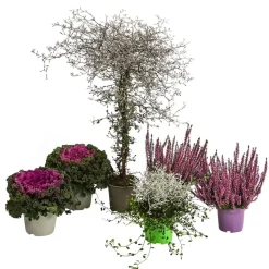 Dehner Balkonpflanzen-Sets > Beet- & Balkonpflanzen-Set Herbstglück, 6-teilig