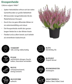 Dehner Balkonpflanzen-Sets > Beet- & Balkonpflanzen-Set Herbstglück, 6-teilig