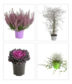 Dehner Balkonpflanzen-Sets > Beet- & Balkonpflanzen-Set Herbstglück, 6-teilig