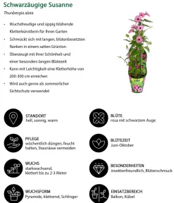 Dehner Balkonpflanzen-Sets|Sommerblumen - Beet- & Balkonpflanzen-Set Himmelsblühen, 3-teilig