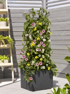 Dehner Balkonpflanzen-Sets|Sommerblumen - Beet- & Balkonpflanzen-Set Himmelsblühen, 3-teilig