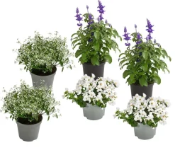 Dehner Balkonpflanzen-Sets|Sommerblumen > Beet- & Balkonpflanzen-Set Landhaus, 6-teilig