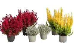 Dehner Beet- & Balkonpflanzen-Set Leuchtfeuer, 6-teilig Sale