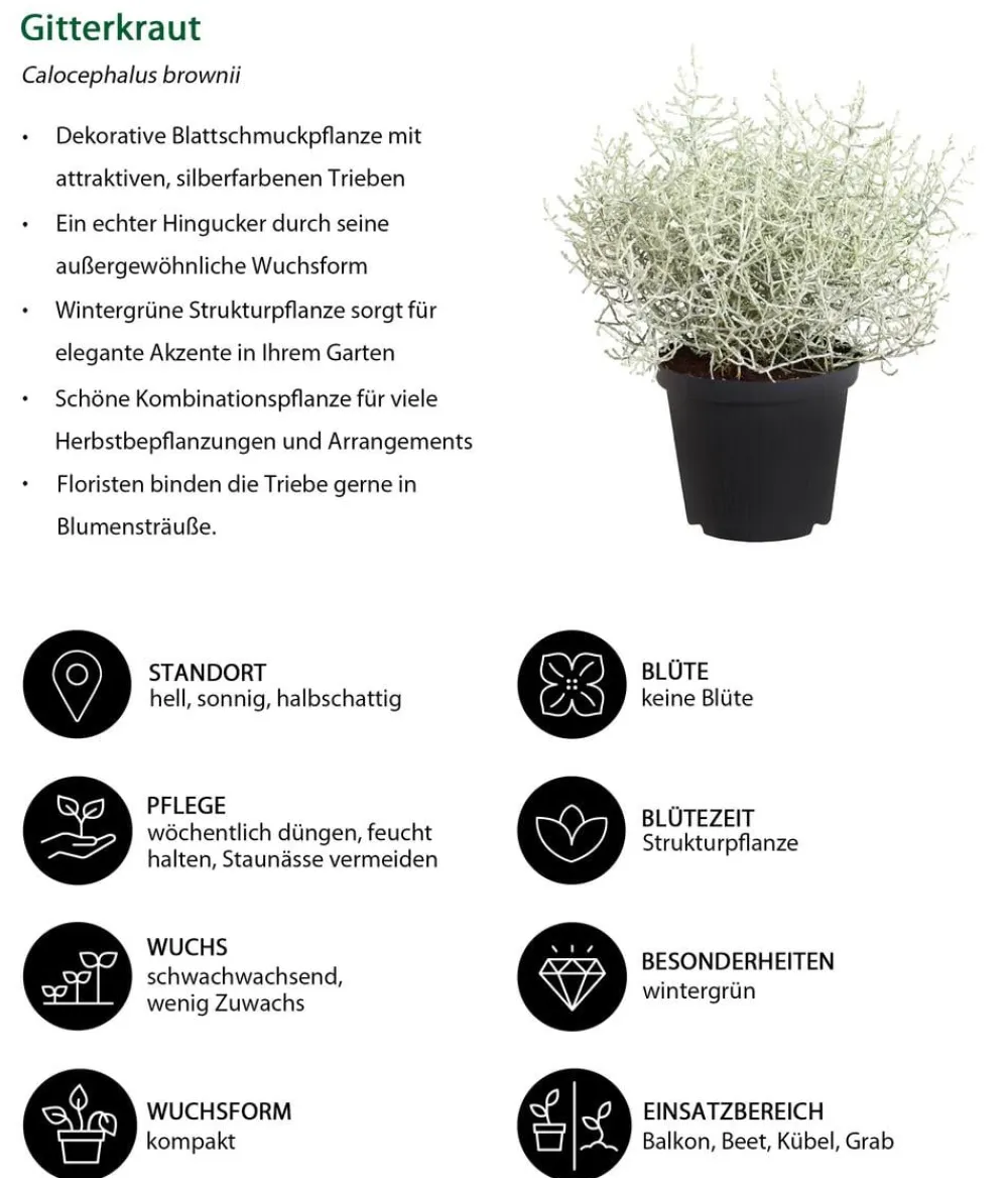 Dehner Balkonpflanzen-Sets - Beet- & Balkonpflanzen-Set Morgentau, 6-teilig