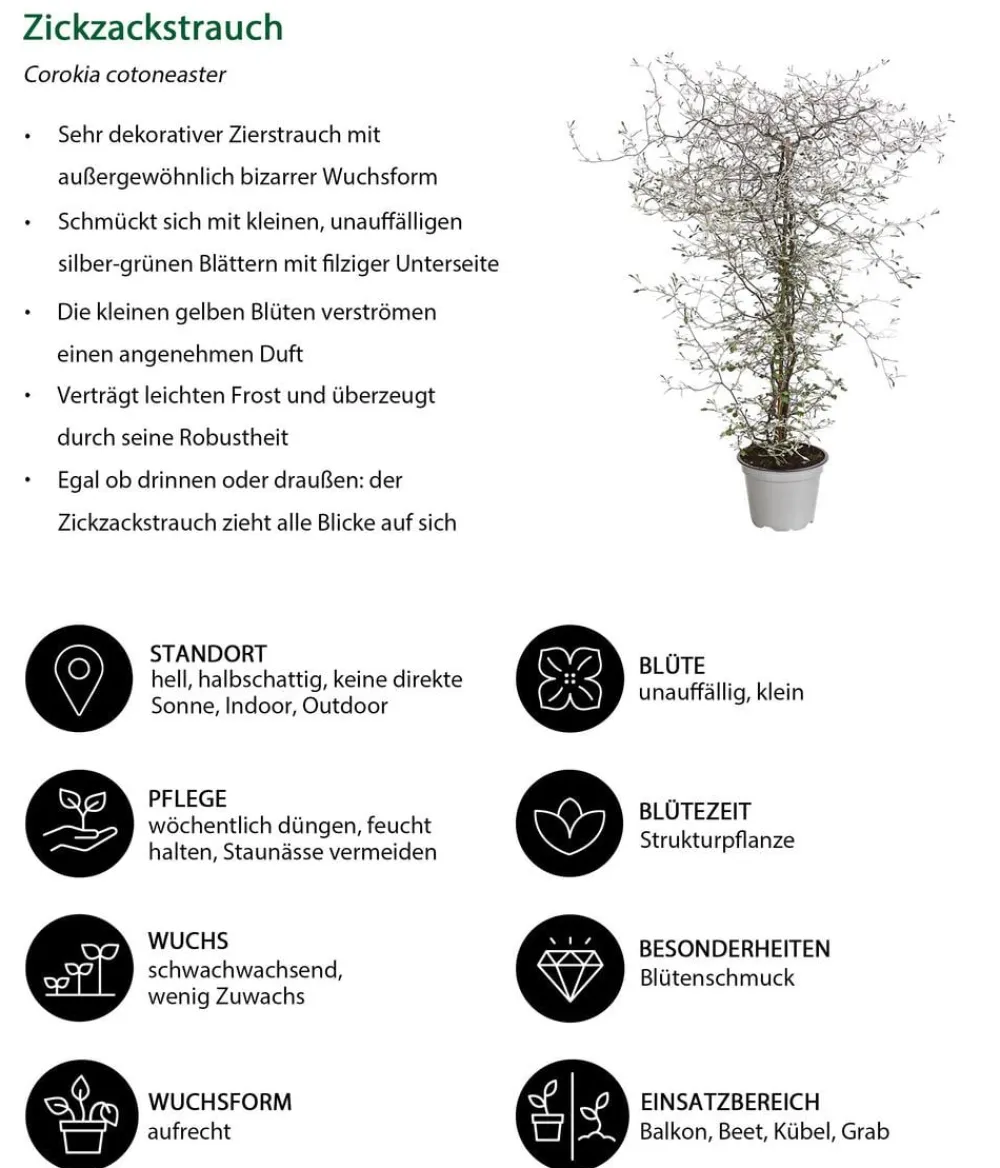 Dehner Balkonpflanzen-Sets - Beet- & Balkonpflanzen-Set Morgentau, 6-teilig