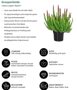 Dehner Balkonpflanzen-Sets - Beet- & Balkonpflanzen-Set Morgentau, 6-teilig