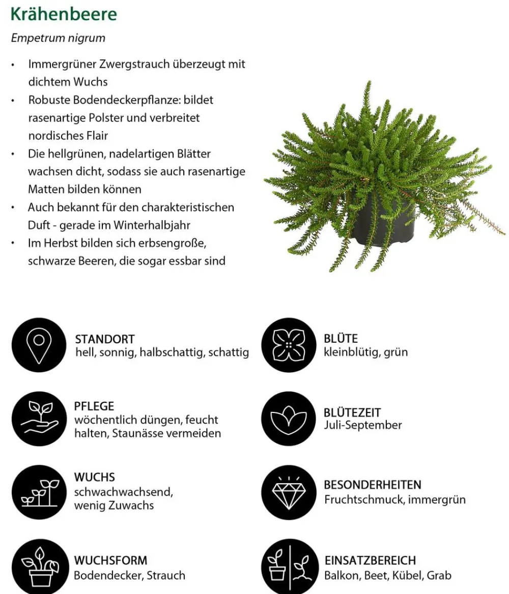 Dehner Balkonpflanzen-Sets - Beet- & Balkonpflanzen-Set Morgentau, 6-teilig