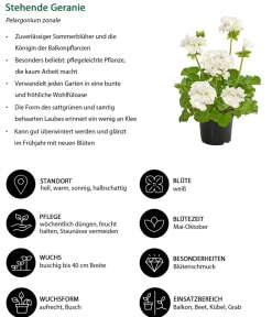Dehner Balkonpflanzen-Sets|Sommerblumen > Beet- & Balkonpflanzen-Set Märchenhaft, 6-teilig