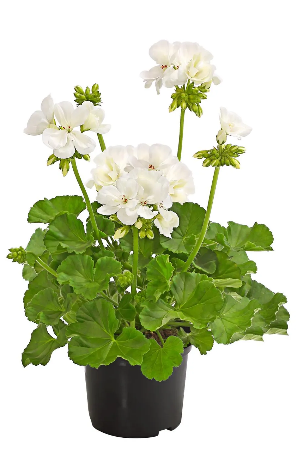 Dehner Balkonpflanzen-Sets|Sommerblumen > Beet- & Balkonpflanzen-Set Märchenhaft, 6-teilig