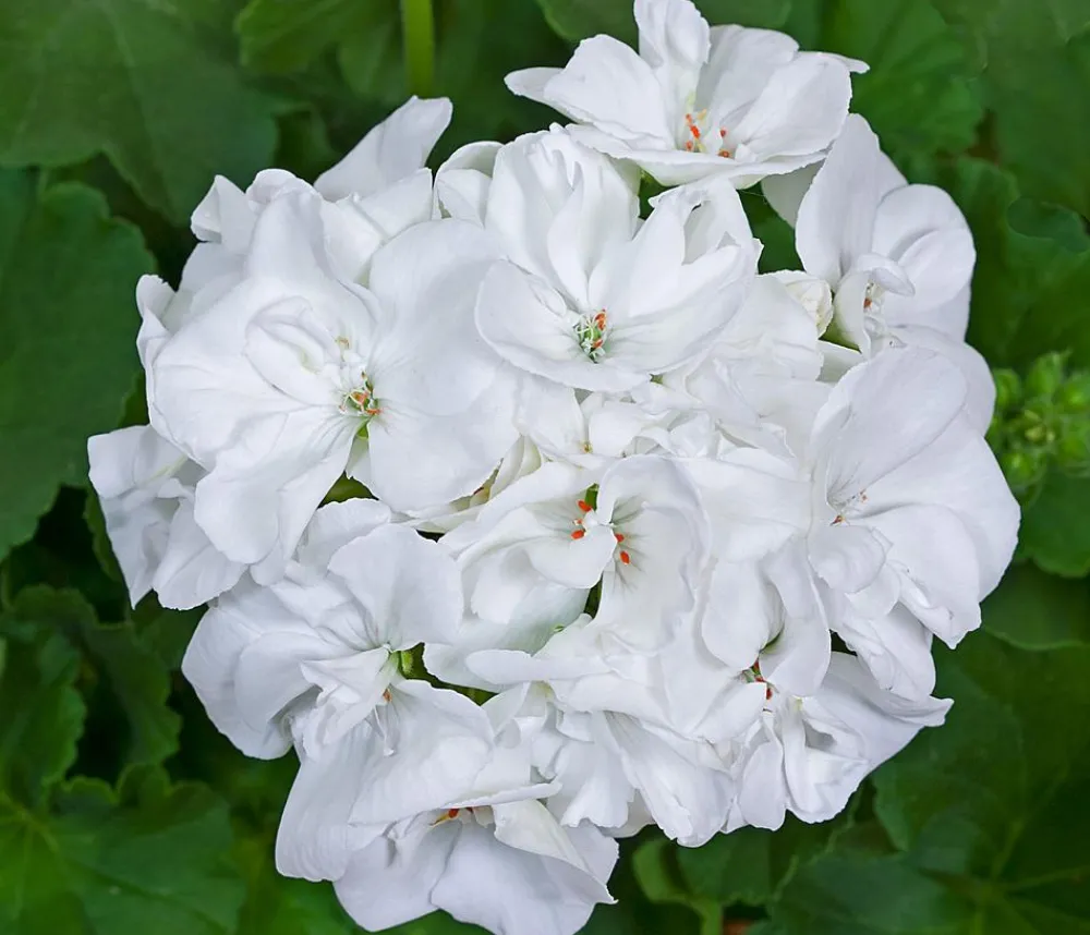 Dehner Balkonpflanzen-Sets|Sommerblumen > Beet- & Balkonpflanzen-Set Märchenhaft, 6-teilig
