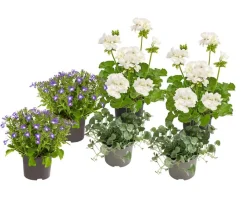 Dehner Balkonpflanzen-Sets|Sommerblumen > Beet- & Balkonpflanzen-Set Märchenhaft, 6-teilig