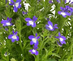 Dehner Balkonpflanzen-Sets|Sommerblumen > Beet- & Balkonpflanzen-Set Märchenhaft, 6-teilig