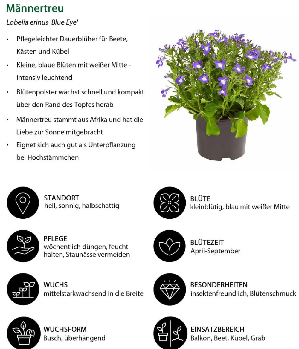 Dehner Balkonpflanzen-Sets|Sommerblumen > Beet- & Balkonpflanzen-Set Märchenhaft, 6-teilig
