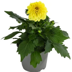 Dehner Balkonpflanzen-Sets|Sommerblumen > Beet- & Balkonpflanzen-Set Naturgarten, 6-teilig