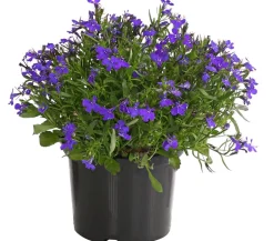 Dehner Balkonpflanzen-Sets|Sommerblumen > Beet- & Balkonpflanzen-Set Naturgarten, 6-teilig