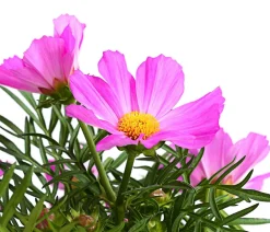 Dehner Balkonpflanzen-Sets|Sommerblumen > Beet- & Balkonpflanzen-Set Naturgarten, 6-teilig