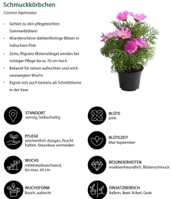 Dehner Balkonpflanzen-Sets|Sommerblumen > Beet- & Balkonpflanzen-Set Naturgarten, 6-teilig