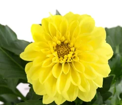 Dehner Balkonpflanzen-Sets|Sommerblumen > Beet- & Balkonpflanzen-Set Naturgarten, 6-teilig