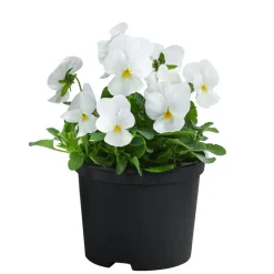 Dehner Beet- & Balkonpflanzen-Set r Frühling, 11-teilig