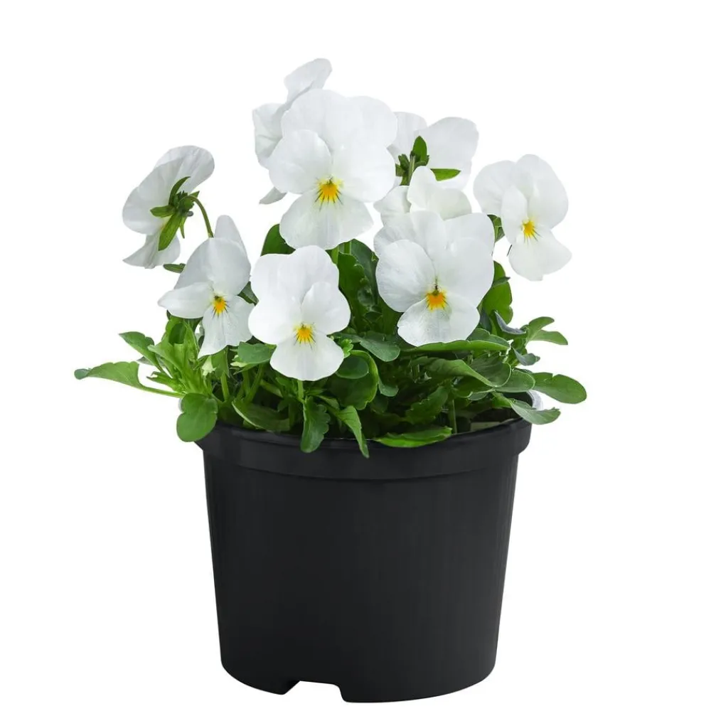 Dehner Beet- & Balkonpflanzen-Set r Frühling, 11-teilig