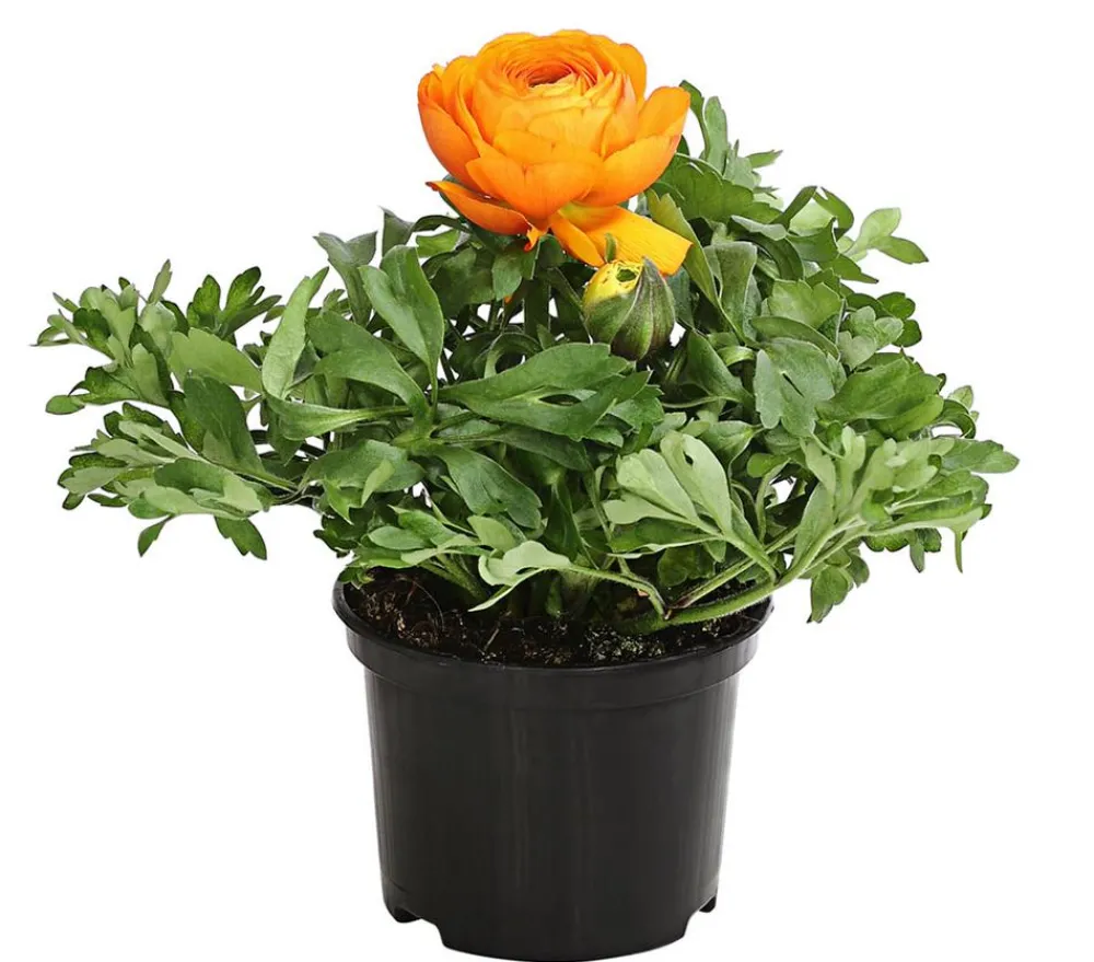 Dehner Beet- & Balkonpflanzen-Set r Frühling, 11-teilig