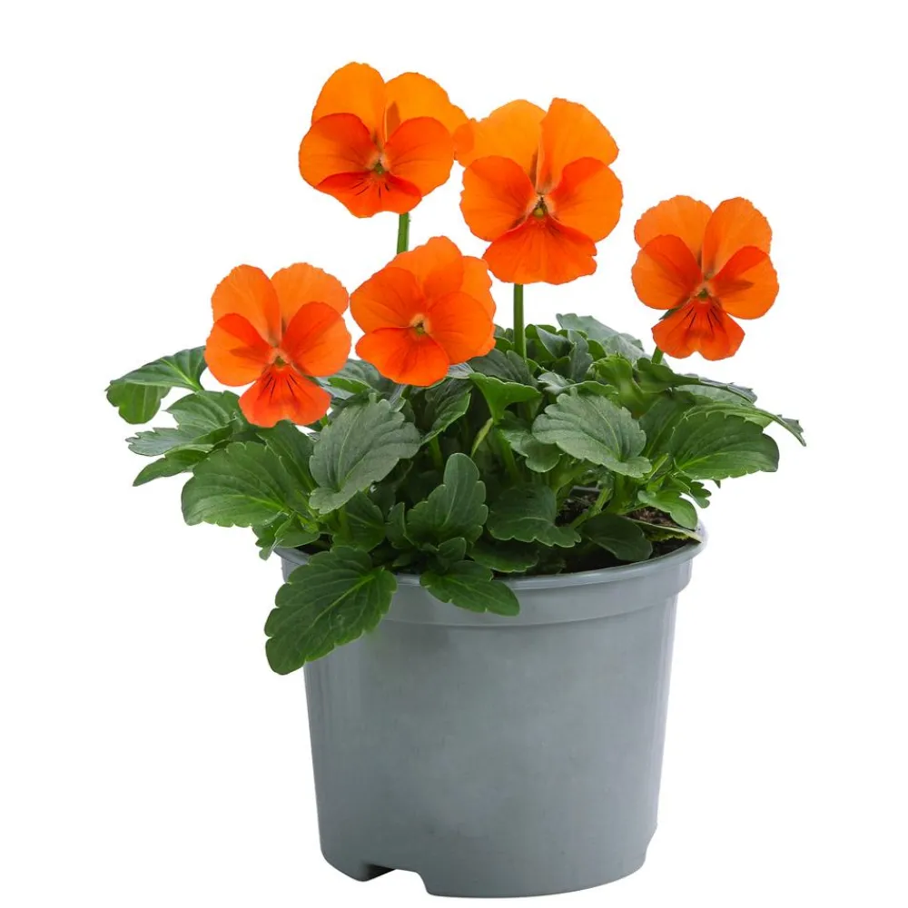 Dehner Beet- & Balkonpflanzen-Set r Frühling, 11-teilig