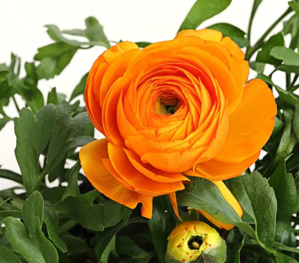 Dehner Beet- & Balkonpflanzen-Set r Frühling, 11-teilig