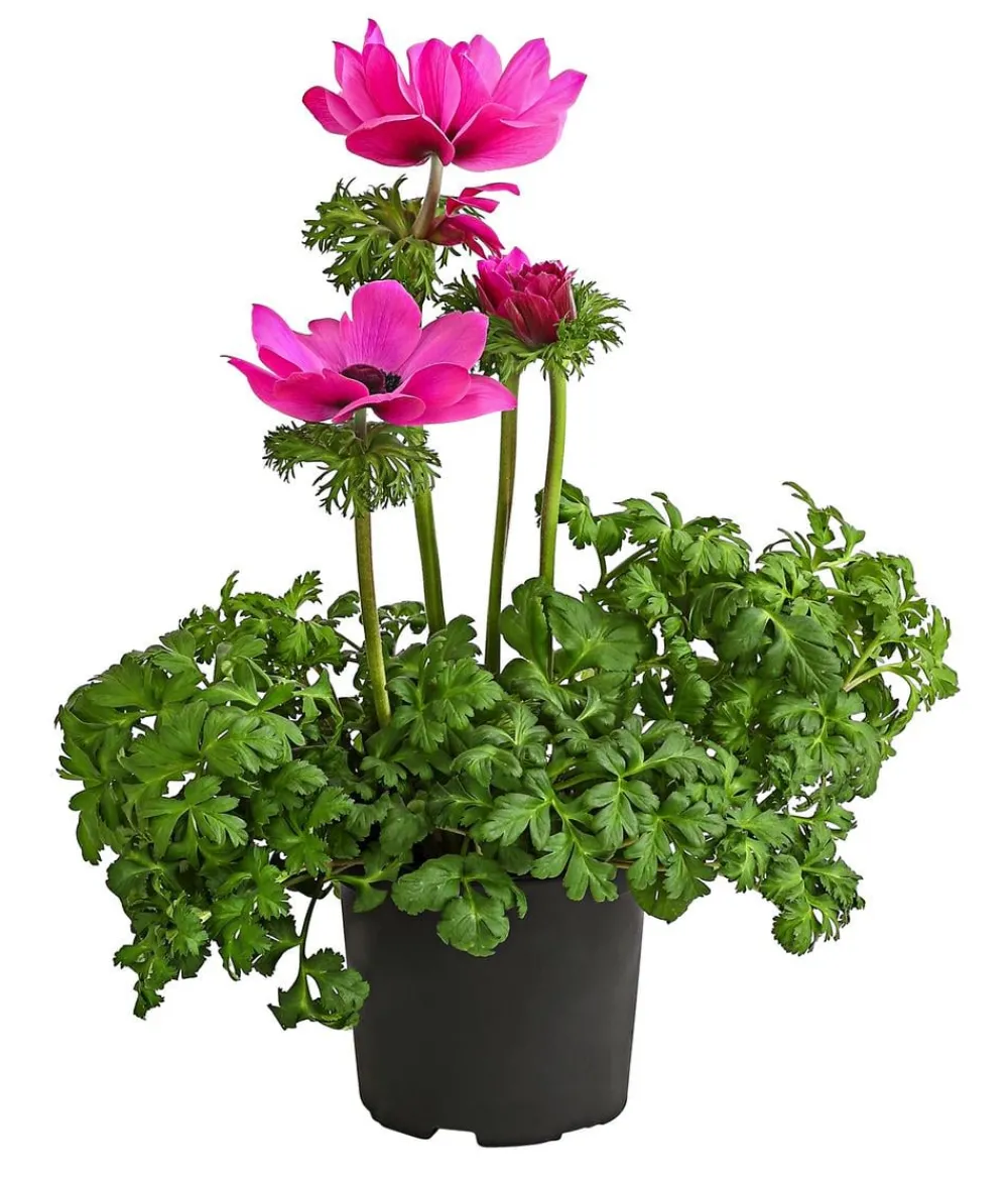 Dehner Beet- & Balkonpflanzen-Set Frühling, 6-teilig Rosa New