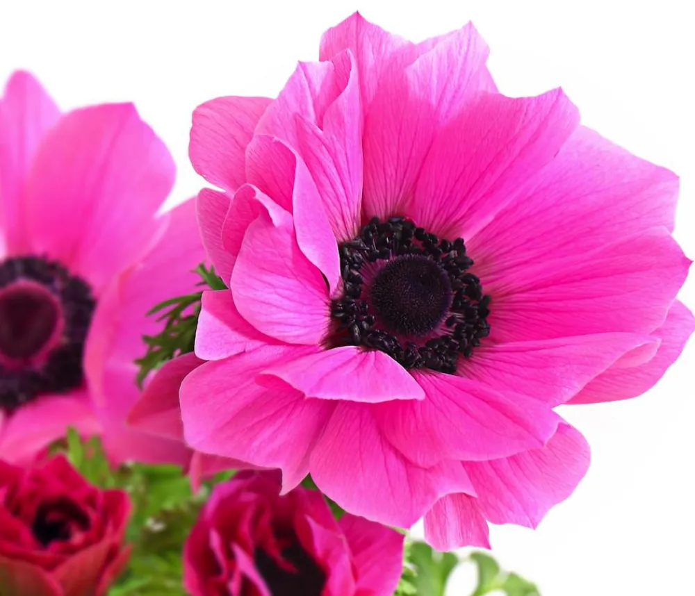 Dehner Beet- & Balkonpflanzen-Set Frühling, 6-teilig Rosa New