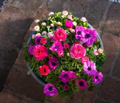 Dehner Beet- & Balkonpflanzen-Set Frühling, 6-teilig Rosa New