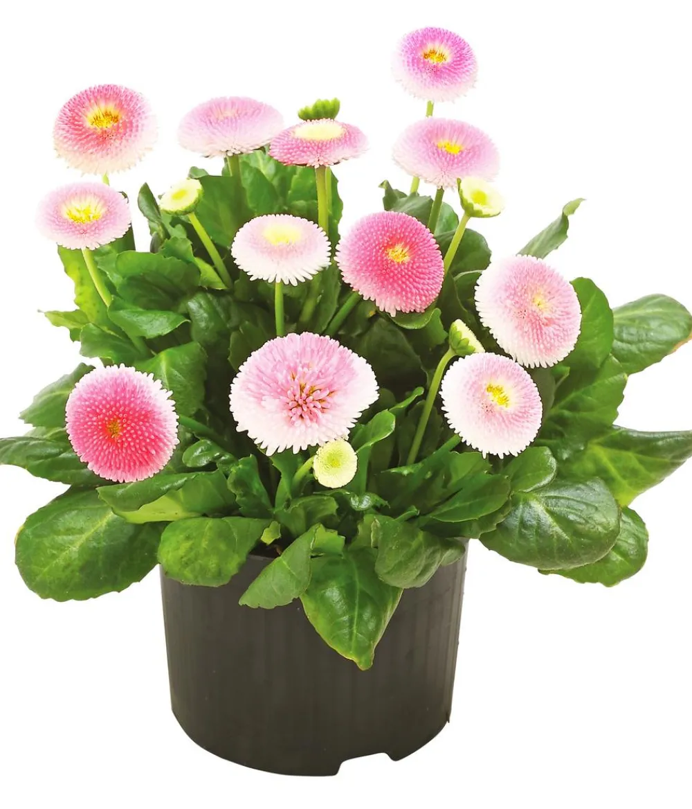Dehner Beet- & Balkonpflanzen-Set Frühling, 6-teilig Rosa New