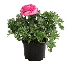 Dehner Beet- & Balkonpflanzen-Set Frühling, 6-teilig Rosa New