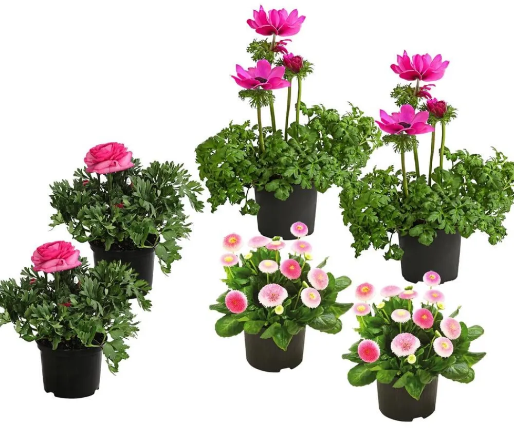 Dehner Beet- & Balkonpflanzen-Set Frühling, 6-teilig Rosa New