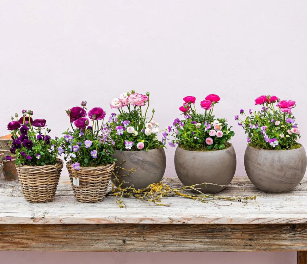 Dehner Beet- & Balkonpflanzen-Set Frühling, 6-teilig Rosa New