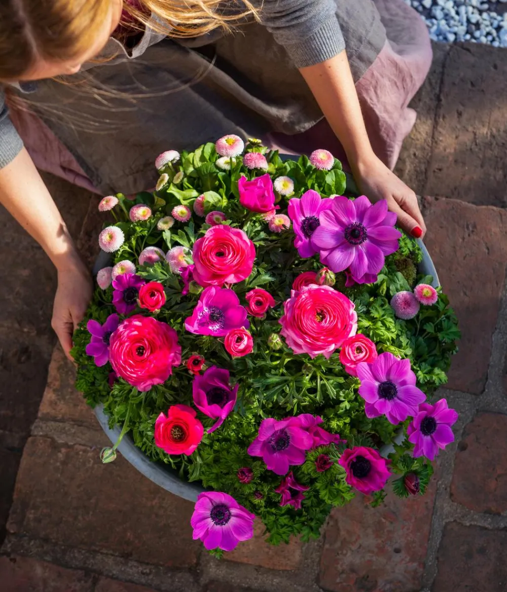 Dehner Beet- & Balkonpflanzen-Set Frühling, 6-teilig Rosa New