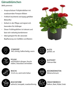 Dehner Beet- & Balkonpflanzen-Set er Frühling, 6-teilig Rot Clearance