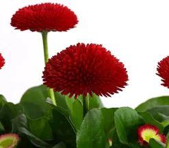 Dehner Beet- & Balkonpflanzen-Set er Frühling, 6-teilig Rot Clearance